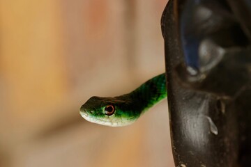 harmless spotted bush snake, close up