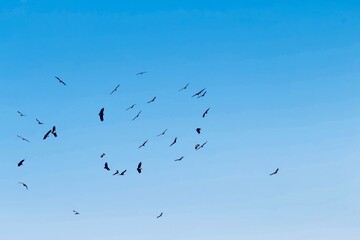 lots of vultures climbing circles in blue sky