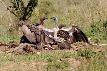 a wake of vultures debating