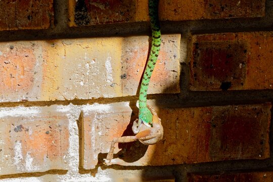 spotted bush snake on wall with prey