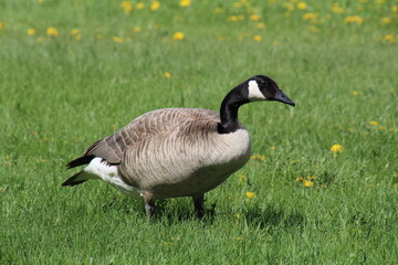 country goose on a meadow