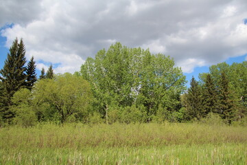 Obraz premium trees and sky, Gold Bar Park, Edmonton, Alberta