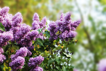 Morning sunrise. The beauty magic of purple lilac pleases the eye. Computer desktop wallpaper.