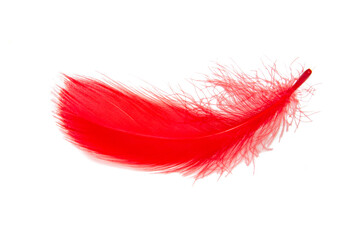 Feather elegant red puff isolated on the white background