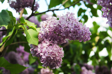 The magic and magic of magnificent buds of bright pink lilac clusters