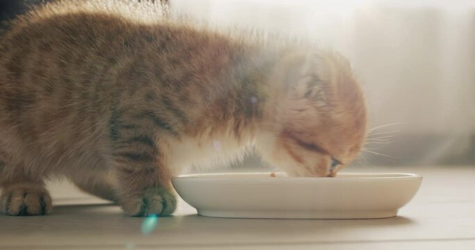 A ginger little kitten is having breakfast by the window, the morning light beautifully illuminates his fur