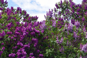 Obraz premium Lilac trees in lilac garden in Moscow.