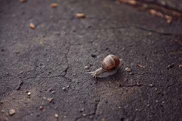 snail on the concrete road Helix pomatia stone rock after rain shell
