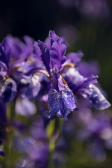 purple iris flower lis