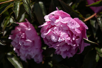 beautiful pink peonies
