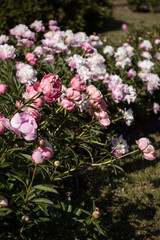 beautiful pink peonies