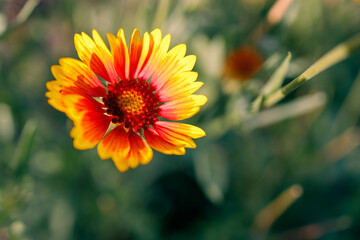 red-yellow petals of a beautiful gaillardia flower