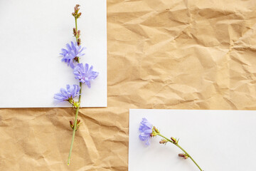 herbarium of chicory flowers on different parts of white paper