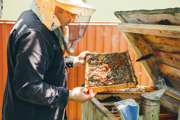 beekeeper working in the garden with bees. beekeeper working in his apiary. beekeeper working in a greenhouse. beekeeper with honey. beekeeper with honeycomb. beekeeper with