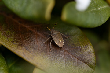 pentatoma forest bug garden rhododendron leaf shadow macro pest