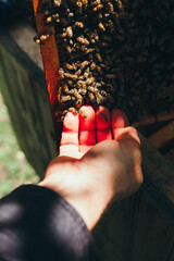 beekeeper's hand touches the bees. bee on fingers. bee on hand