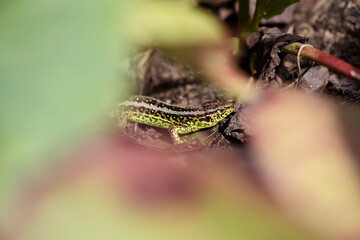 sand lizard male in the garden during a mating season  Lacerta agilis framed by leaves