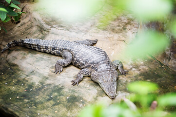 Obraz premium Crocodile Sunbathing on a rock At The Zoo