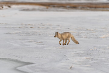 Arctic fox (Vulpes Lagopus) in winter time in Siberian tundra - Powered by Adobe