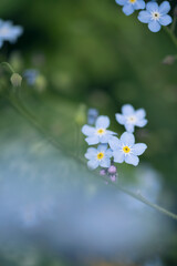 blue forget me not flowers bokeh