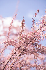 closeup on pink tamarisk spring blossom