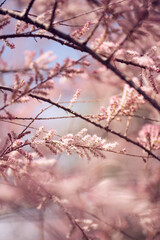 Obraz premium beautiflu closeup picture of pink tamarisk blossom flowers branches spring