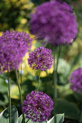 Obraz premium purple allium flowers in the garden