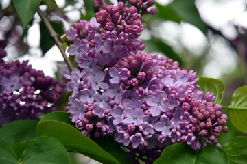 Fototapeta na wymiar Lilac trees in lilac garden in Moscow. 