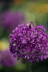 Obraz premium close up of a purple Allium giganteum giant onion garlic decorative flower with a bee