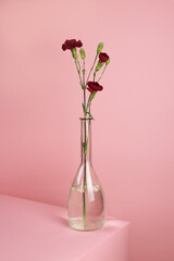 red carnations flowers in a vase pink background minimalistic