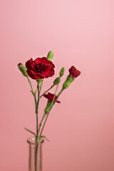 Obraz premium minimalistic red carnation flowers in a vase pink backgrond isolated