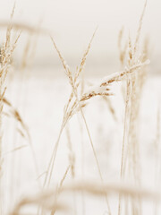Fototapeta premium ears of wheat on the field covered with snow in the winter 