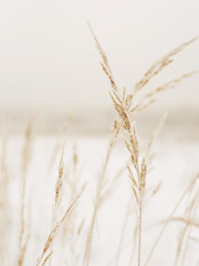ears of wheat on the field covered with snow in the winter 