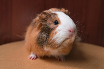 Portrait of fluffy red brown and white guinea pig