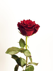 red rose white background
