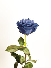 blue rose on white background