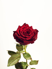 red rose isolated on white background © ms16_photo