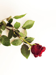 red rose on white background green leaves