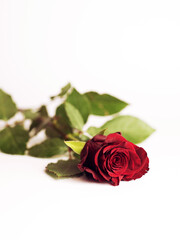 Fototapeta premium Single red rose isolated on white background