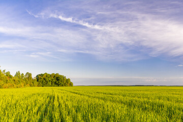 Green field of young shoots of grain crops. Beautiful summer landscape in evening colors