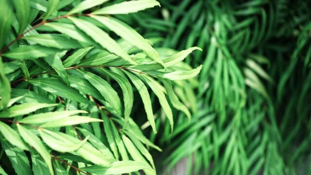 緑の植物