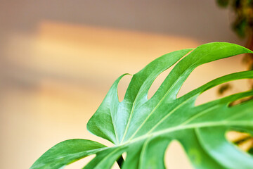 Beautiful monstera leaves. The appearance of a new leaf. Home plants, care and reproduction. Ideal...