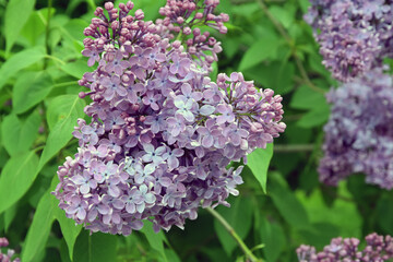 Lilac trees in lilac garden in Moscow.	