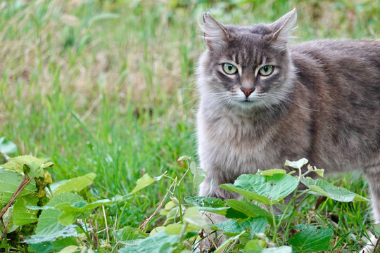 Turkish grey street cat, gorgous green eyes.
