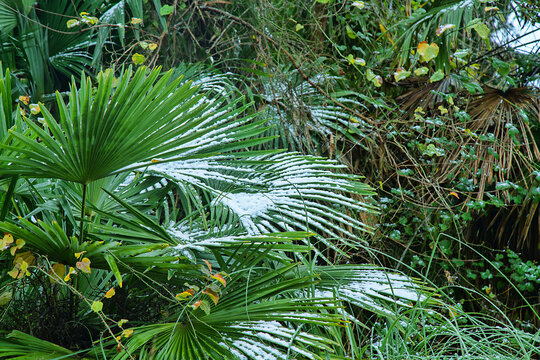 Subtropical forest with a fan palm in the snow. Woody-grassy undergrowth