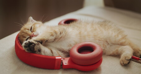 Cute ginger kitten resting lying in headphones - pet music lover