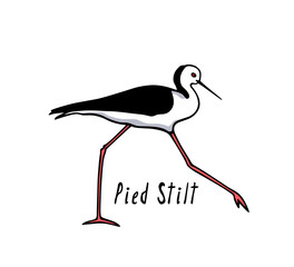 Obraz premium Vector illustration of hand drawn cute wading Pied Stilt. Beautiful animal design elements, ink drawing, logo template