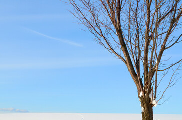 Looking up at the winter sky