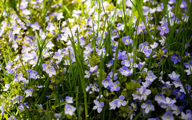 Obraz na płótnie Canvas many small blue Veronica filiformis flowers in the grass