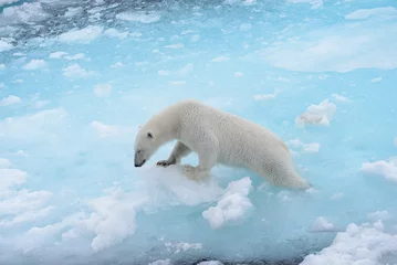 Foto op Plexiglas Wild polar bear going in water on pack ice in Arctic sea © Alexey Seafarer